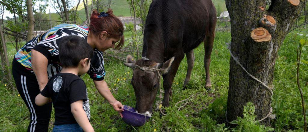 Совместный вебинар ФАО и ВОЗ по безопасности пищевых продуктов и «Единому здоровью»
